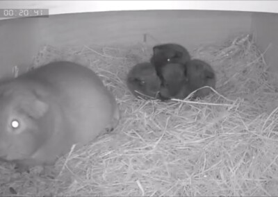 4. Lebenstag mit Antara