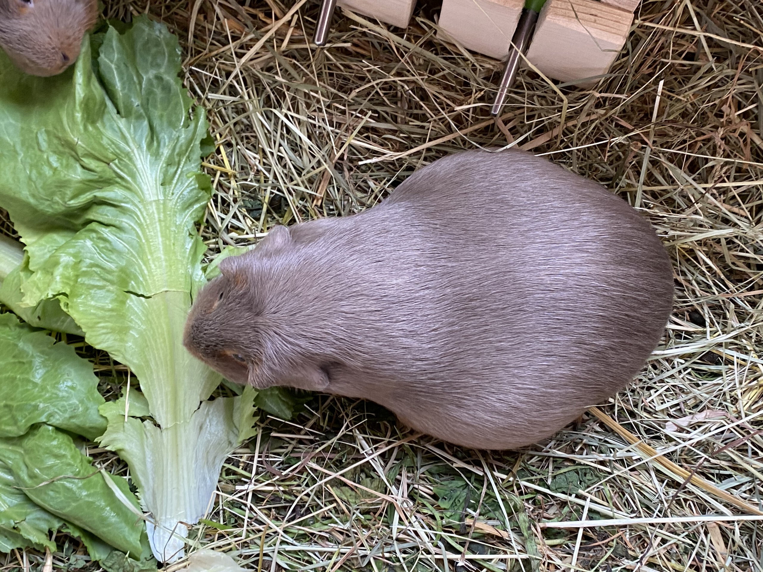 67. Trächtigkeitstag