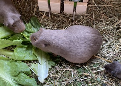 67. Trächtigkeitstag