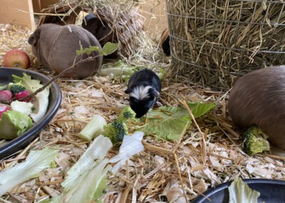 11. Lebenstag Carlie