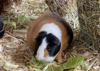 67. Trächtigkeitstag