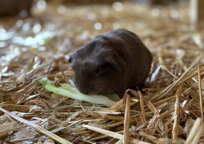 11. Lebenstag Caureo