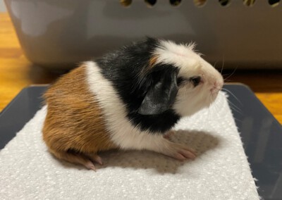 Ellie beim Wiegen nach der Geburt