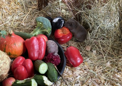 12. Lebenstag Carlie und Caureo