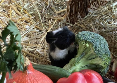 12. Lebenstag Carlie