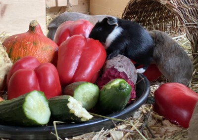 12. Lebenstag Carlie und Caureo