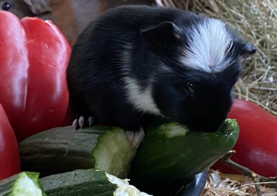 12. Lebenstag Carlie