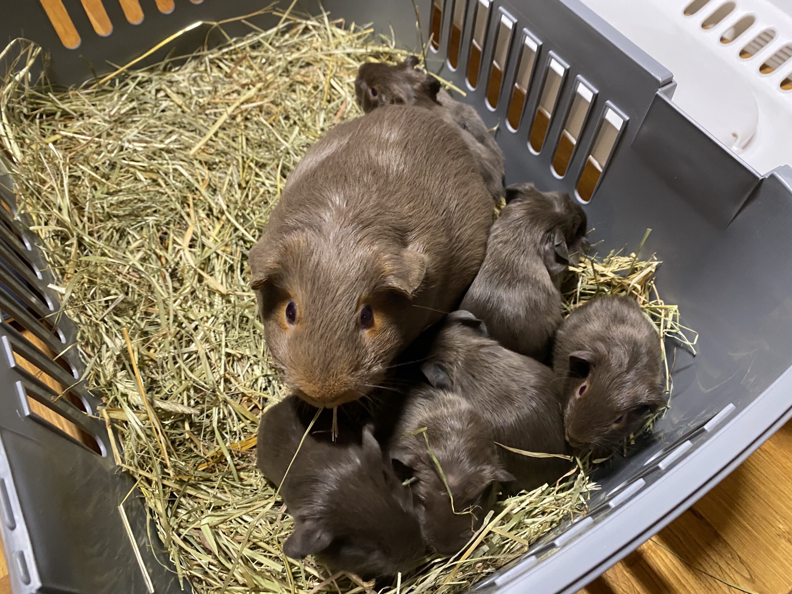 Antara 2 Tage nach der Geburt mit ihren Jungtieren und Jungtieren des D Wurfs beim täglichen Wiegen