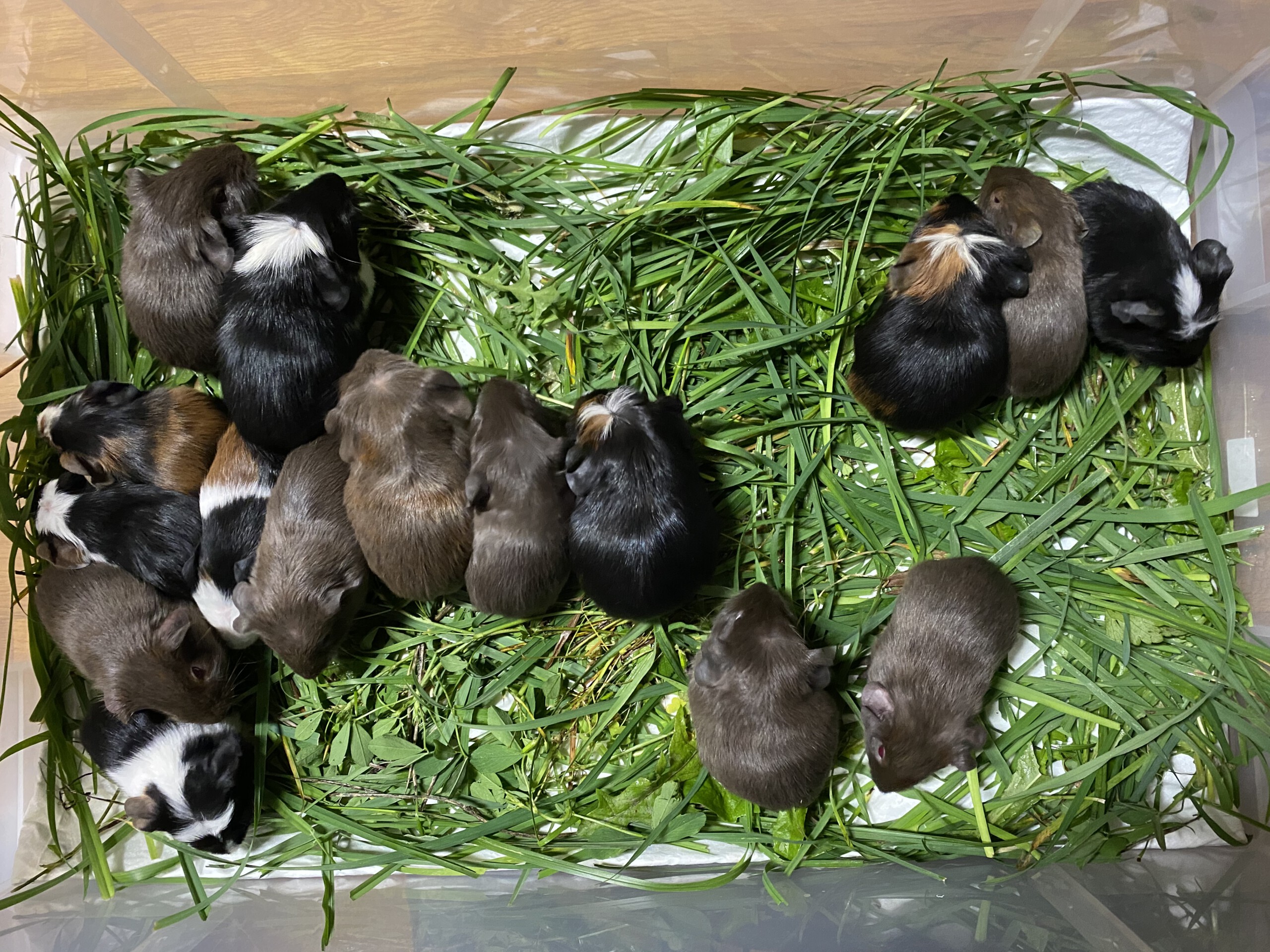 Alle 16 Jungtiere der Würfe C-F zusammen beim Baby Tüv