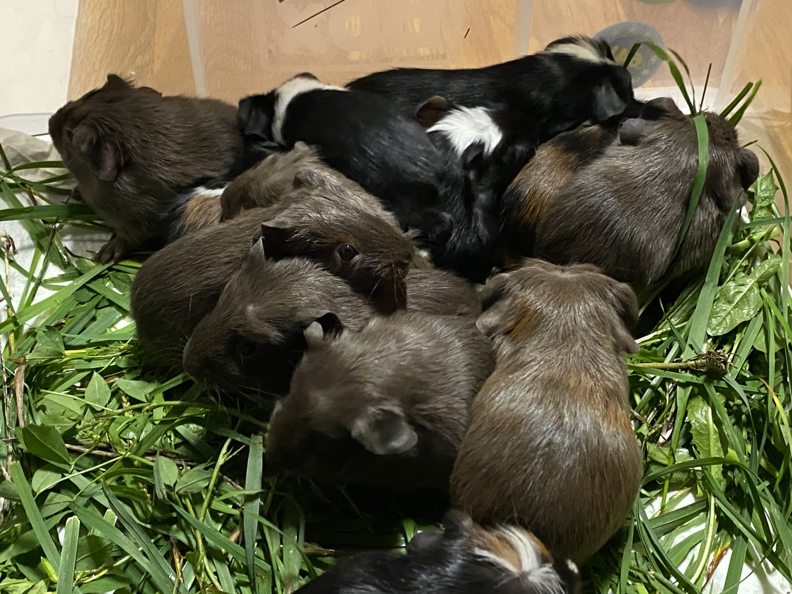 Alle 16 Jungtiere der Würfe C-F zusammen beim Baby Tüv