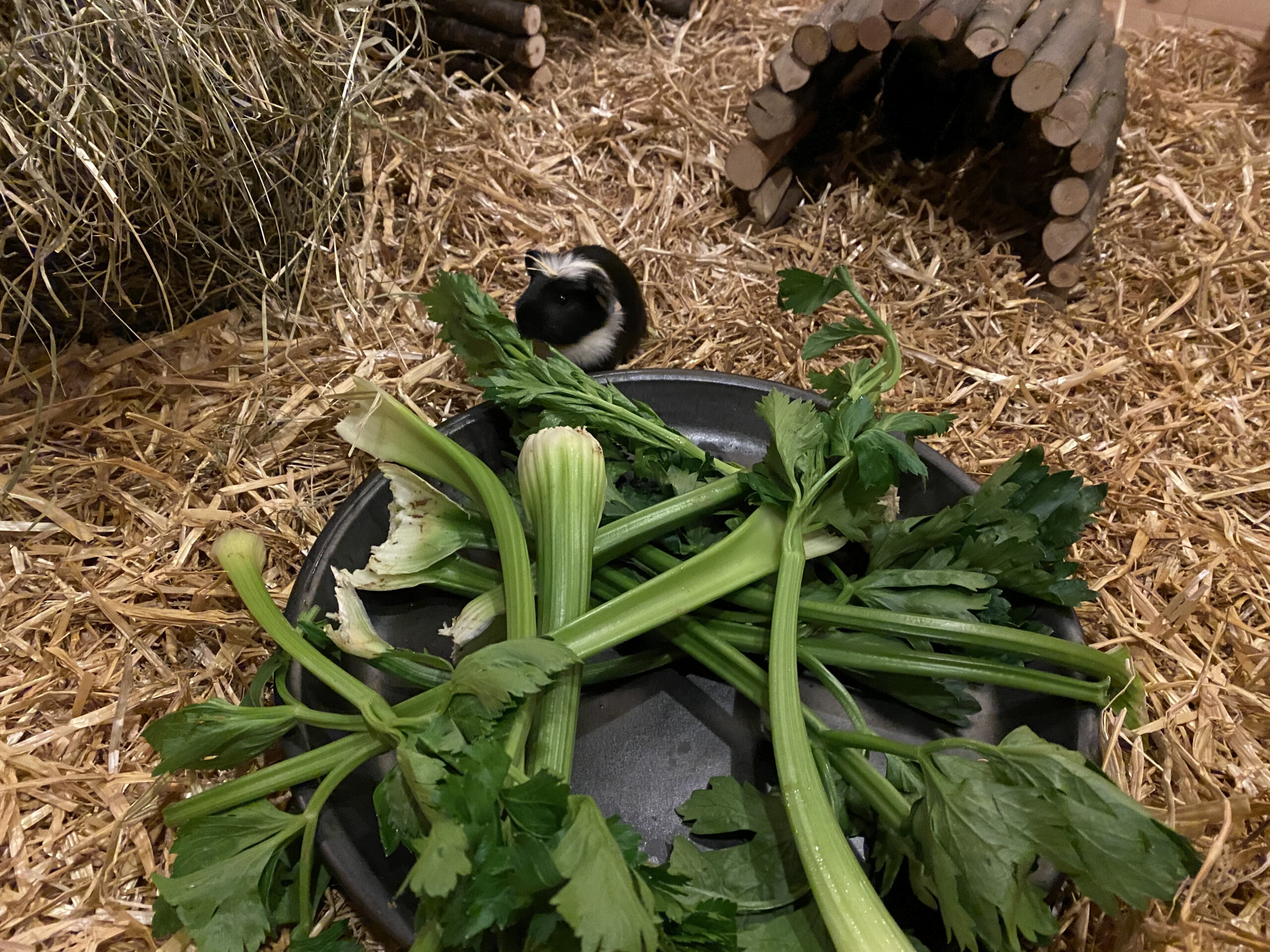 Carlie 20. Lebenstag