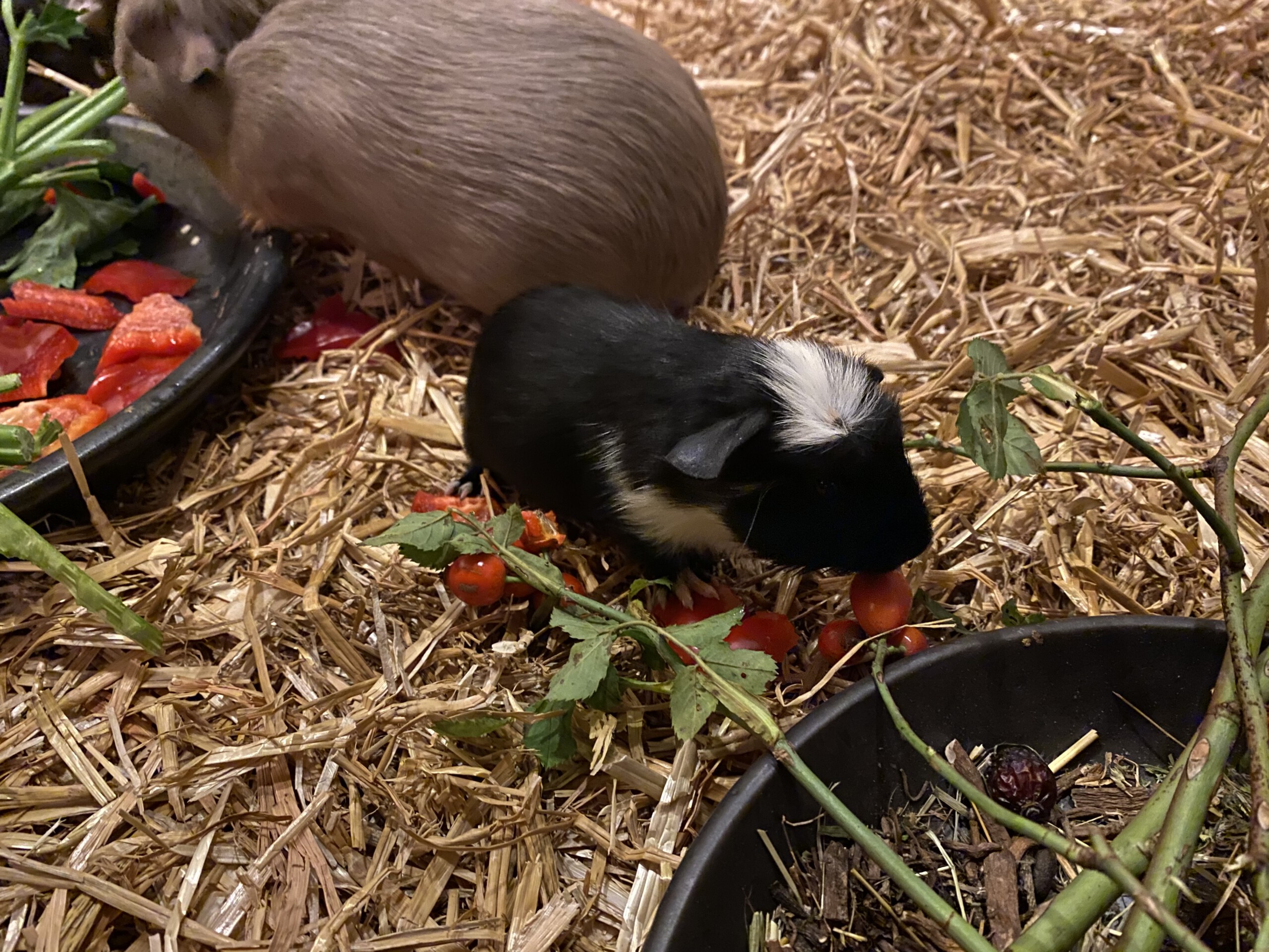 Carlie 20. Lebenstag