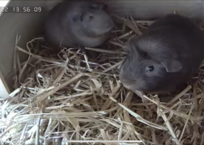 25. Trächtigkeitstag, Alba links, Rasmos rechts