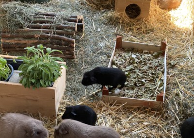 25. Lebenstag - Jungtier springt aus 