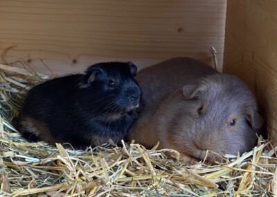 25. Lebenstag - Holly mit Antara