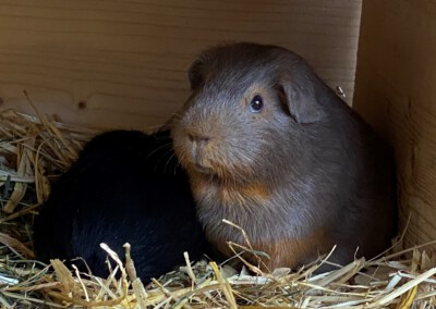 25. Lebenstag - immernoch am Säugen