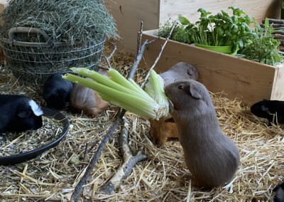 28 Tage nach der Geburt - Antara beim 