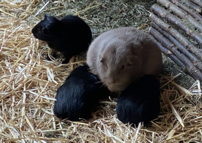 29. Lebenstag - immernoch am Säugen