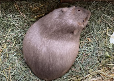 18 Tage vor der Geburt