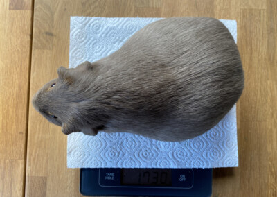 16 Tage vor der Geburt