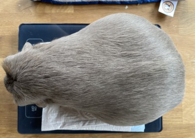 7 Tage vor der Geburt