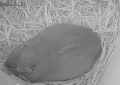 5 Tage vor der Geburt