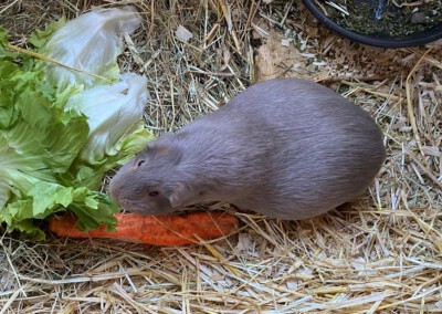 4 Tage vor der Geburt