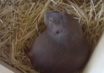 4 Tage vor der Geburt