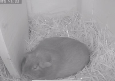 4 Tage vor der Geburt