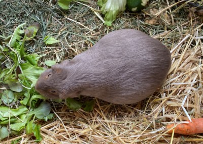 2 Tage vor der Geburt