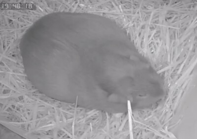 2 Tage vor der Geburt