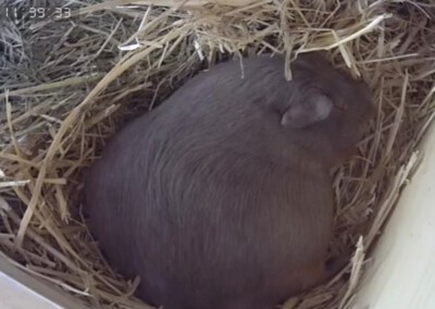 Wenige Stunden vor der Geburt