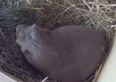 Wenige Stunden vor der Geburt