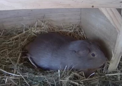 Unmittelbar vor der Geburt