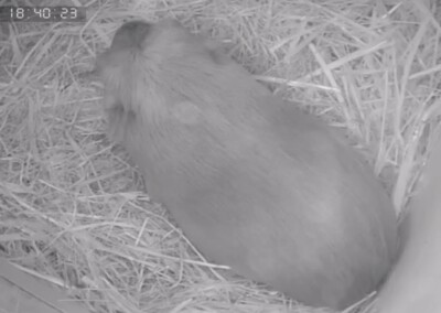 Unmittelbar nach der Geburt