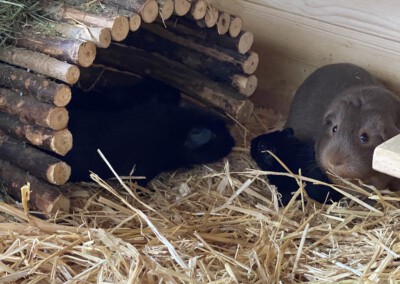 6. Lebenstag - Umzug ins große Gehege