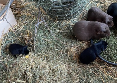 11. Lebenstag - links Jungtier H-Wurf, rechts Jungtier G-Wurf