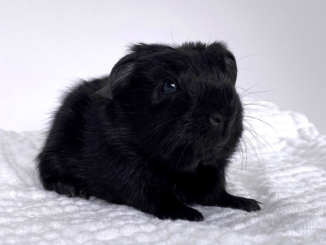 Wie Teuer Ist Ein Meerschweinchen Meerschweinchen Von Der Husarenmühle | Incredibly Black