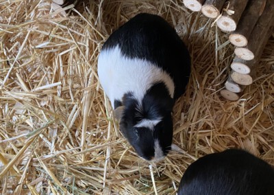 21 Tage vor der Geburt