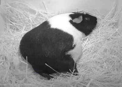 18 Tage vor der Geburt