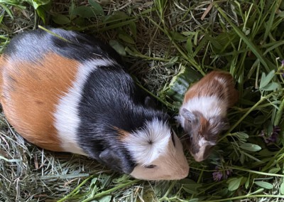 1. Lebenstag - Koko mit Mama Ellie