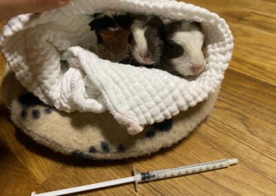 2. Lebenstag - Kayla, Kew und Kalea beim Päppeln