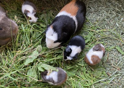 3. Lebenstag - Mama Ellie mit  Koko, Keto und Jolie, Jotta (J Wurf)