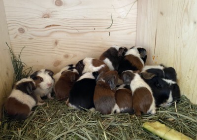 3. Lebenstag (man erkennt Edelweiss kaum unter dem Haufen Jungtiere)