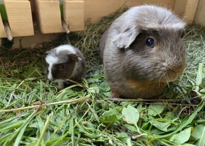 3. Lebenstag - Juno mit Rasmos