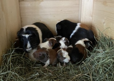 3. Lebenstag - Edelweiss und Ellie mit ihren insgesamt 13 Jungtieren aus den J und K Würfen