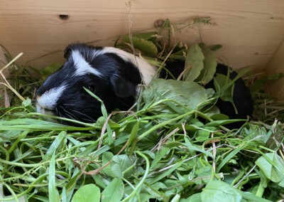 Edelweiss 5 Tage nach der Geburt