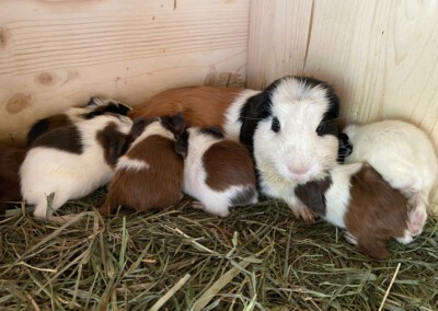 6. Lebenstag - links nach rechts: Jasper, Jolie, Koko, Kiki, Jala, Ken
