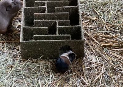 6. Lebenstag - Jasper