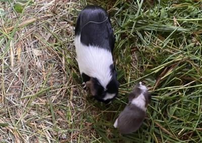 Edelweiss 6 Tage nach der Geburt